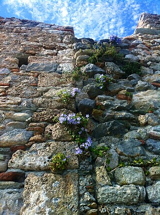 Campanula isophylla: Chiesa Medioevale di San Lorenzo