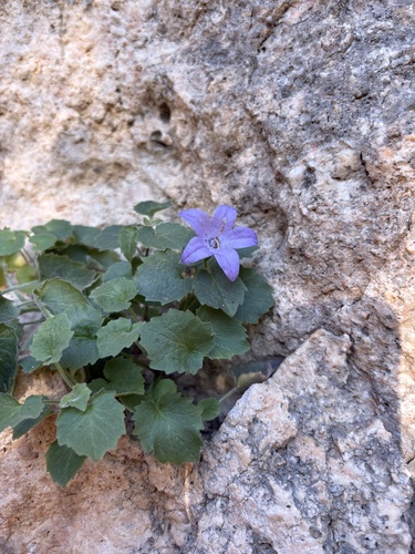 Campanula isophylla (Campanula isophylla)