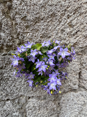 Campanula isophylla (Campanula isophylla)