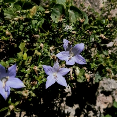 Campanula isophylla (Campanula isophylla)