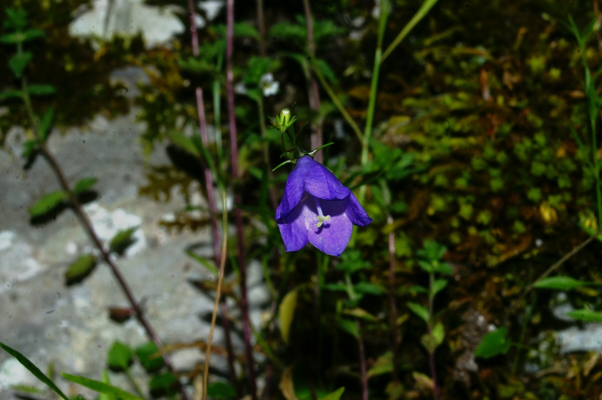 Campanula justiniana: Justinova zvončnica na Fridrihštajnu.