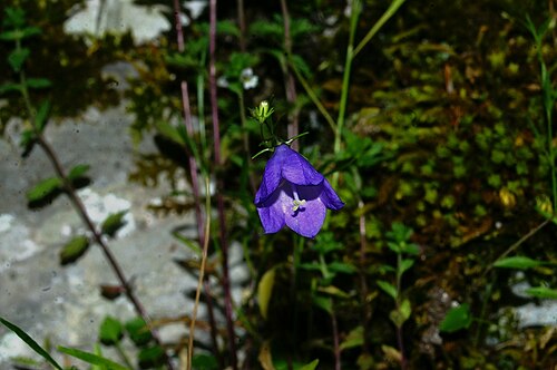 Campanula justiniana: Justinova zvončnica na Fridrihštajnu.