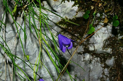 Campanula justiniana: Justinova zvončnica na Fridrihštajnu.