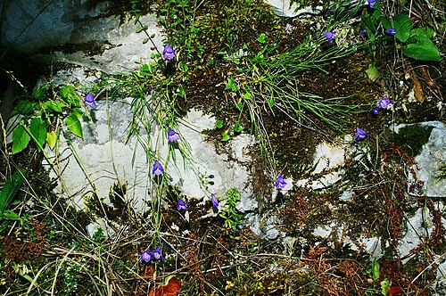 Campanula justiniana: Justinova zvončnica na Fridrihštajnu.