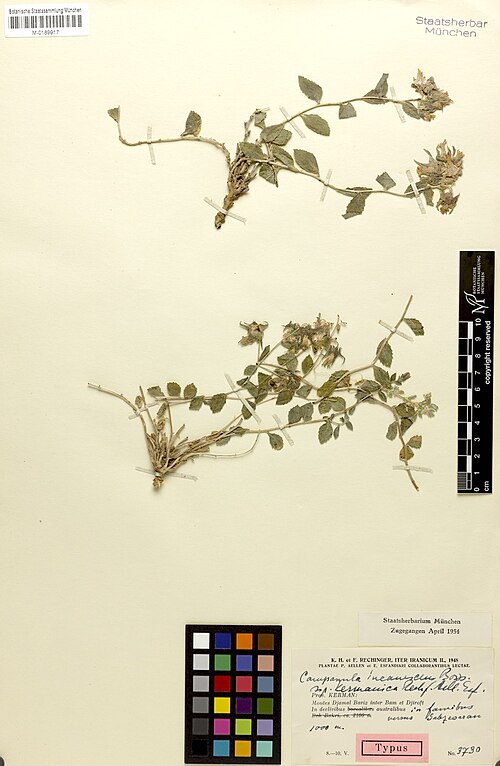 Campanula kermanica: Campanula kermanica — Herbarium specimen from Prov. Kerman, Montes Djamal Bariz inter Bam et Djiroft; in declivibus australibus in famibus versus Sabzewaran, Ir