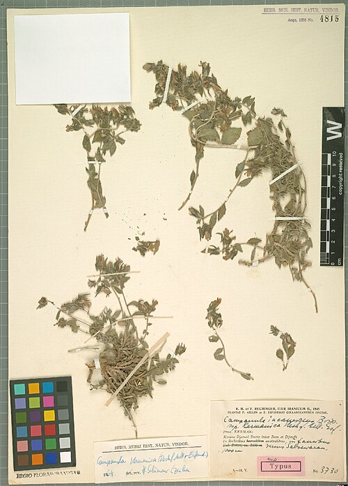 Campanula kermanica: Campanula kermanica — Herbarium specimen from Iter Iranicum, prov. Kerman, Montes Djamal Bariz inter Bam et Djiroft, in declivibus australibus, in faucibus vers