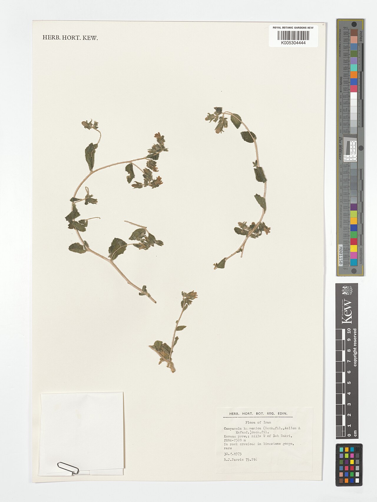 Campanula kermanica: Campanula kermanica — Herbarium specimen from hills W of Deb Bakri., Iran. Collected by Parris, B.S. (1975-04-30). Recorded in GBIF occurrence 5058375998 .