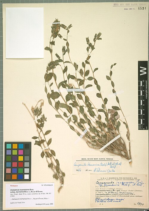Campanula kermanica: Campanula kermanica — Herbarium specimen from Iter Iranicum, prov. Kerman, Inter Kerman et Saidabad (Sirdjan) in jugo Sangpur (Gudar-e-Dokhtar), ca. 2200 m, Ira