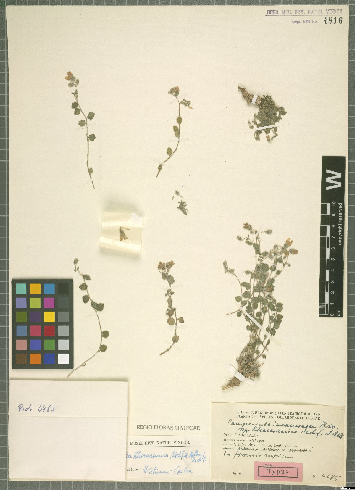 Campanula khorasanica: Campanula khorasanica — Herbarium specimen from Iter Iranicum, prov. Khorasan, Montes Kuh-e Nishapur, in valle infra Akhlomat, c. 1200-1600 m,, Iran. Collected