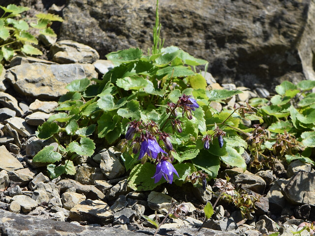 Campanula kolenatiana: Campanula kolenatiana in the Botanischer Garten, Berlin-Dahlem