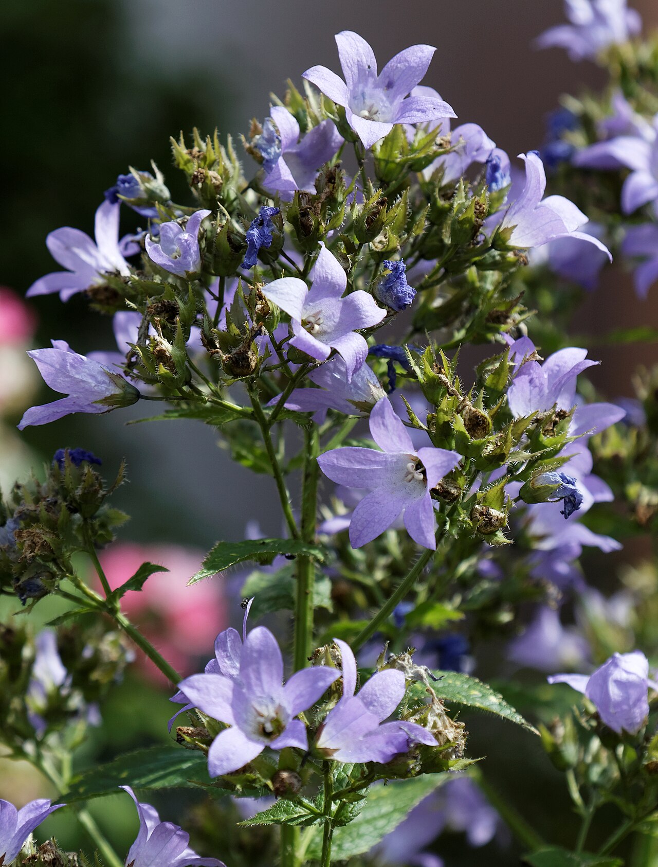 Milky bellflower: Milky bellflower Campanula lactiflora Pritchard's Variety on 'The Row' footpath, off Crow Street, at Henham , in Essex , England. Software : RAW file lens-corre