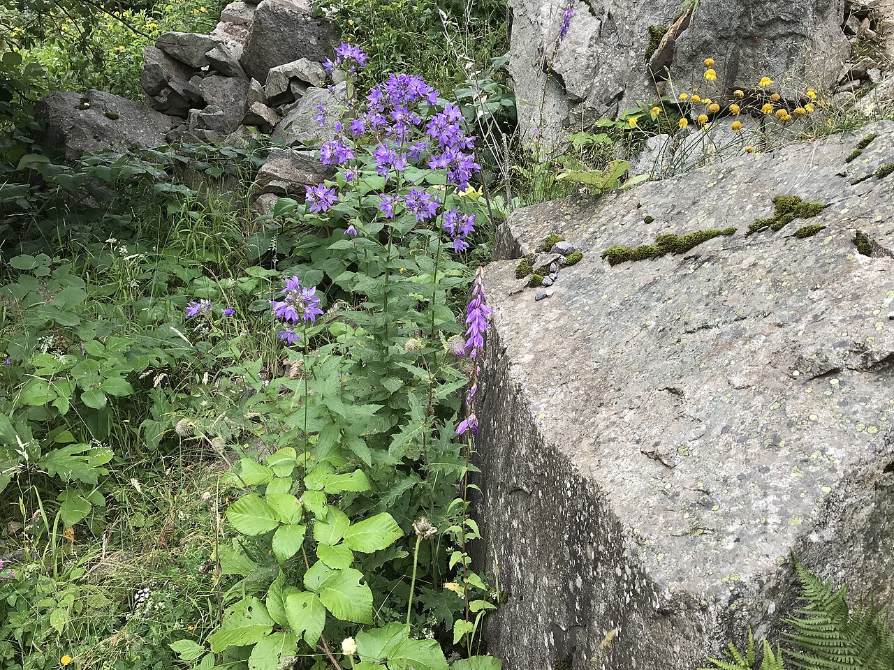 Milky bellflower: Milky Bellflower (Campanula lactiflora). Tamdere, Dereli - Giresun, Turkey