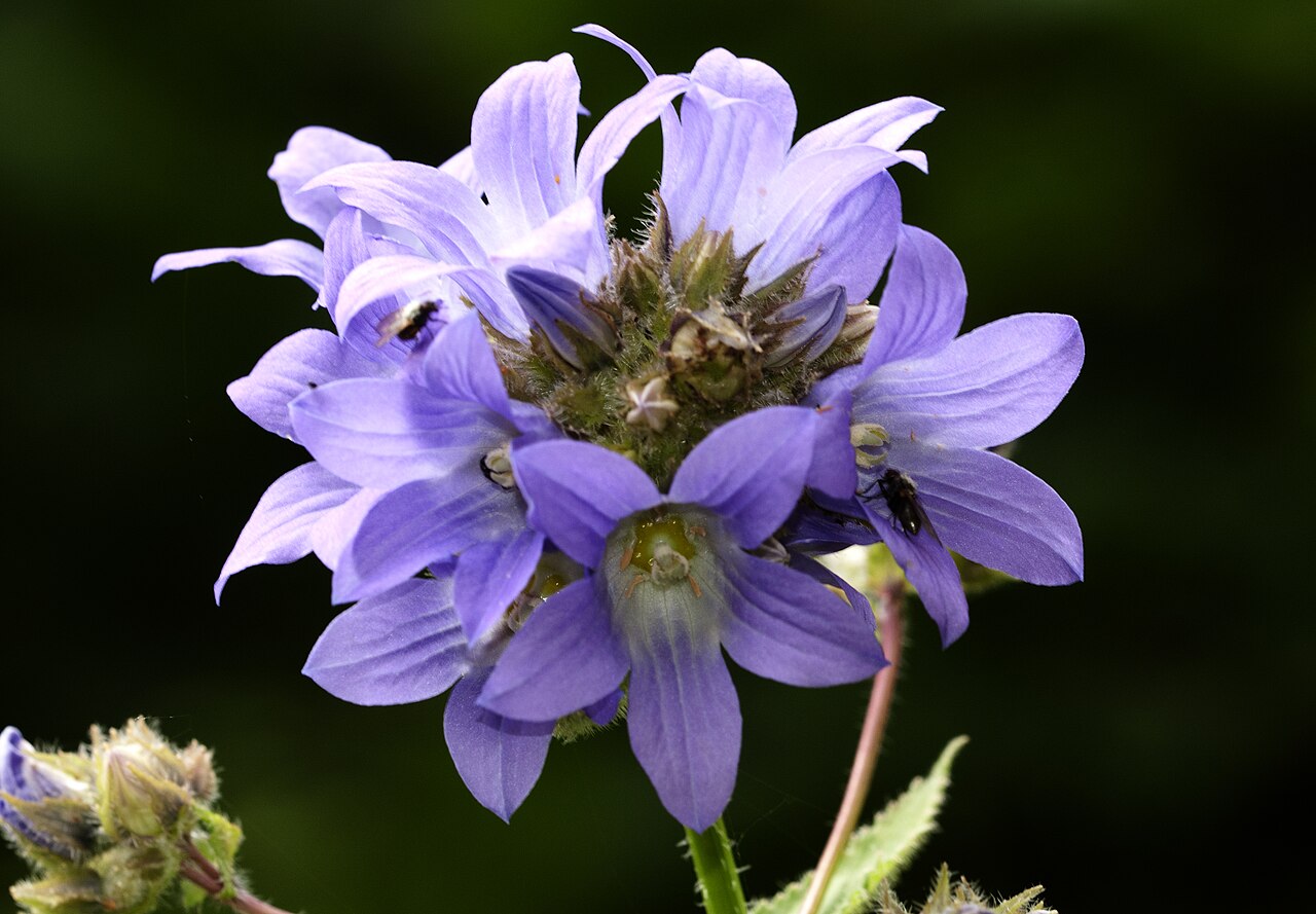 Milky bellflower: Milky Bellfllower