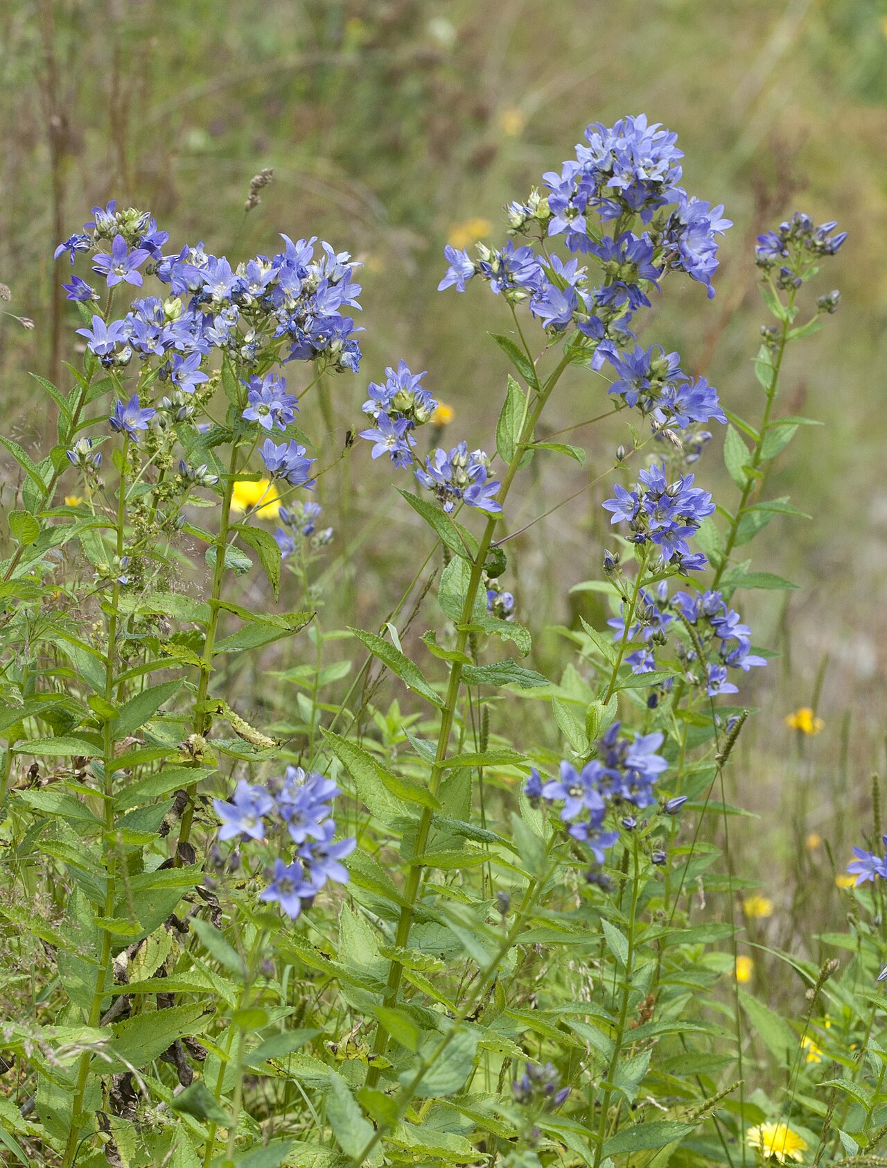 Milky bellflower: Milky Bellflower (Campanula lactiflora). Tamdere, Dereli - Giresun, Turkey. 1800 m.