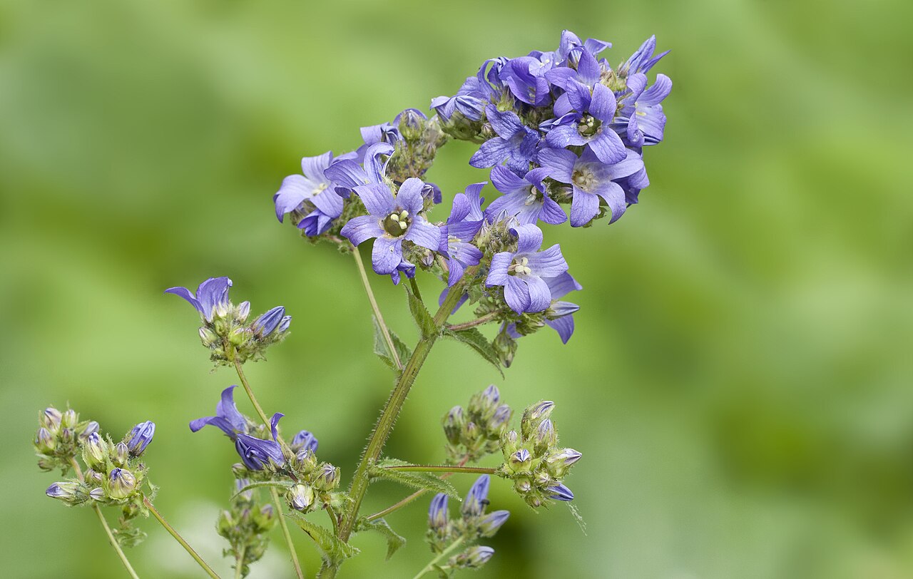 Milky bellflower: Flowers of Milky Bellflower (Campanula lactiflora). Tamdere, Dereli - Giresun, Turkey.