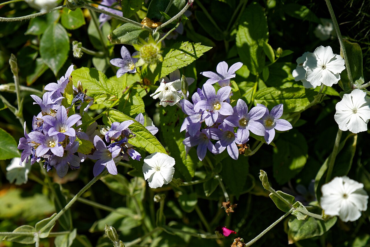 Milky bellflower: Milky bellflower Campanula lactiflora Pritchard's Variety and a white Phlox paniculata cultivar, in a garden in the civil parish of Nuthurst , West Sussex , Eng