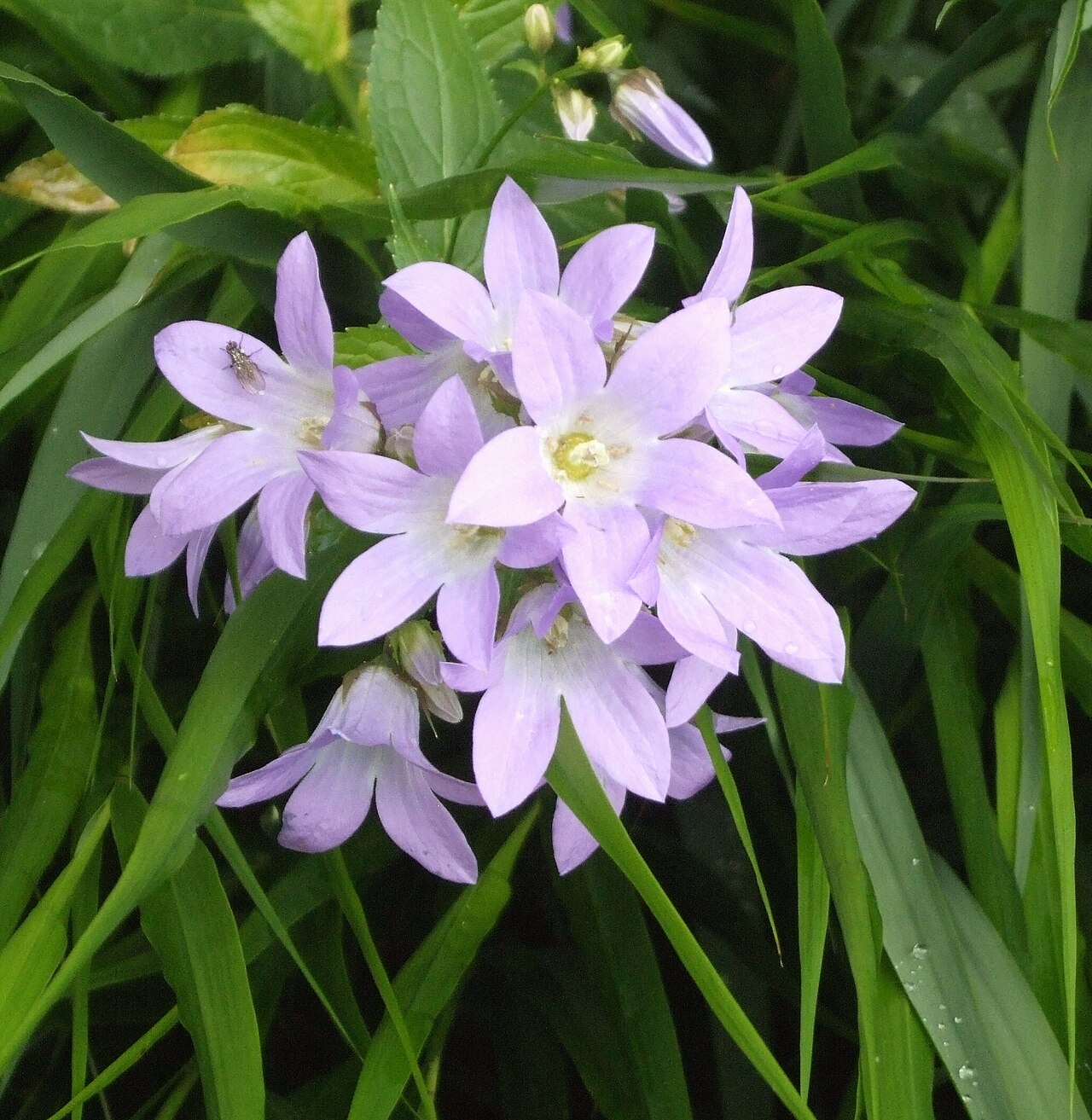 Milky bellflower: Campanula lactiflora 'Senior'. Location, Gardens of Mien Ruys