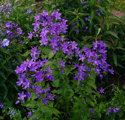 Milky bellflower: Россия. Владимирская область