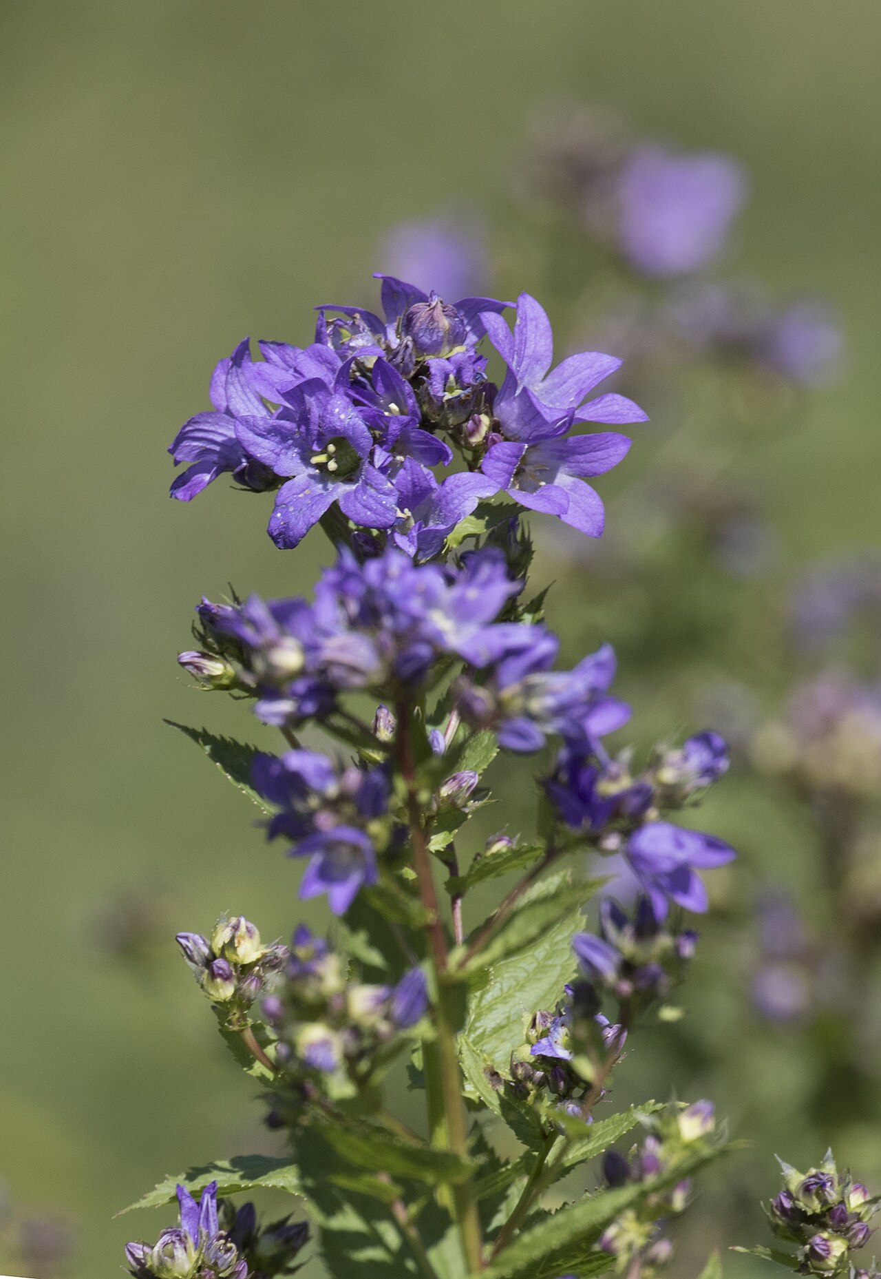 Milky bellflower: Milky Bellflower ( Campanula lactiflora ). Tamdere, Dereli - Giresun, Turkey