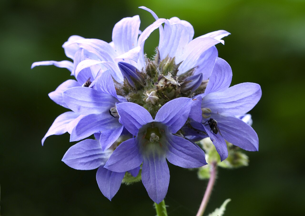 Milky bellflower: Milky Bellfllower