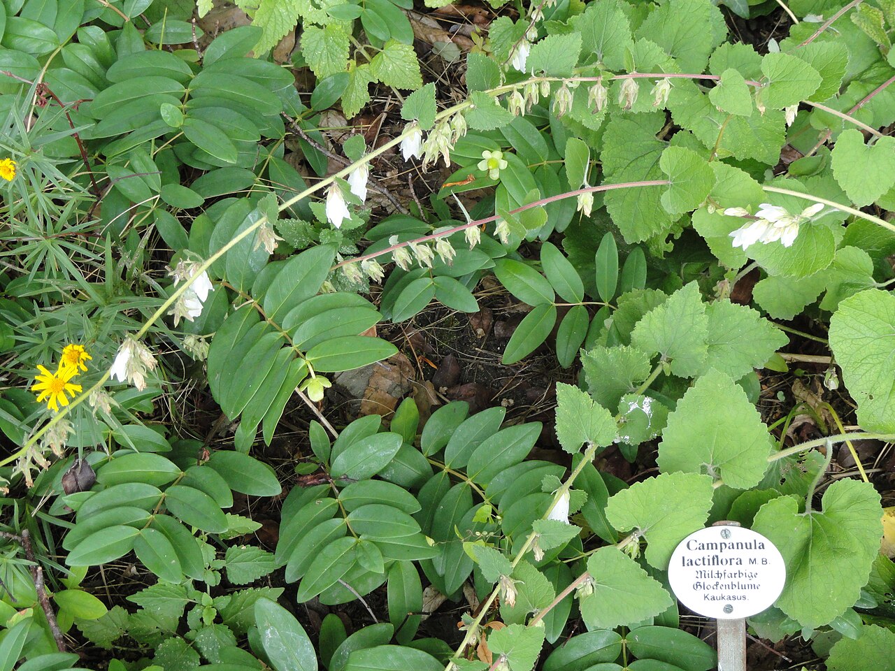 Milky bellflower: Botanical specimen in the Botanischer Garten, Frankfurt am Main, located at Siesmayerstraße 72, Frankfurt am Main, Germany.