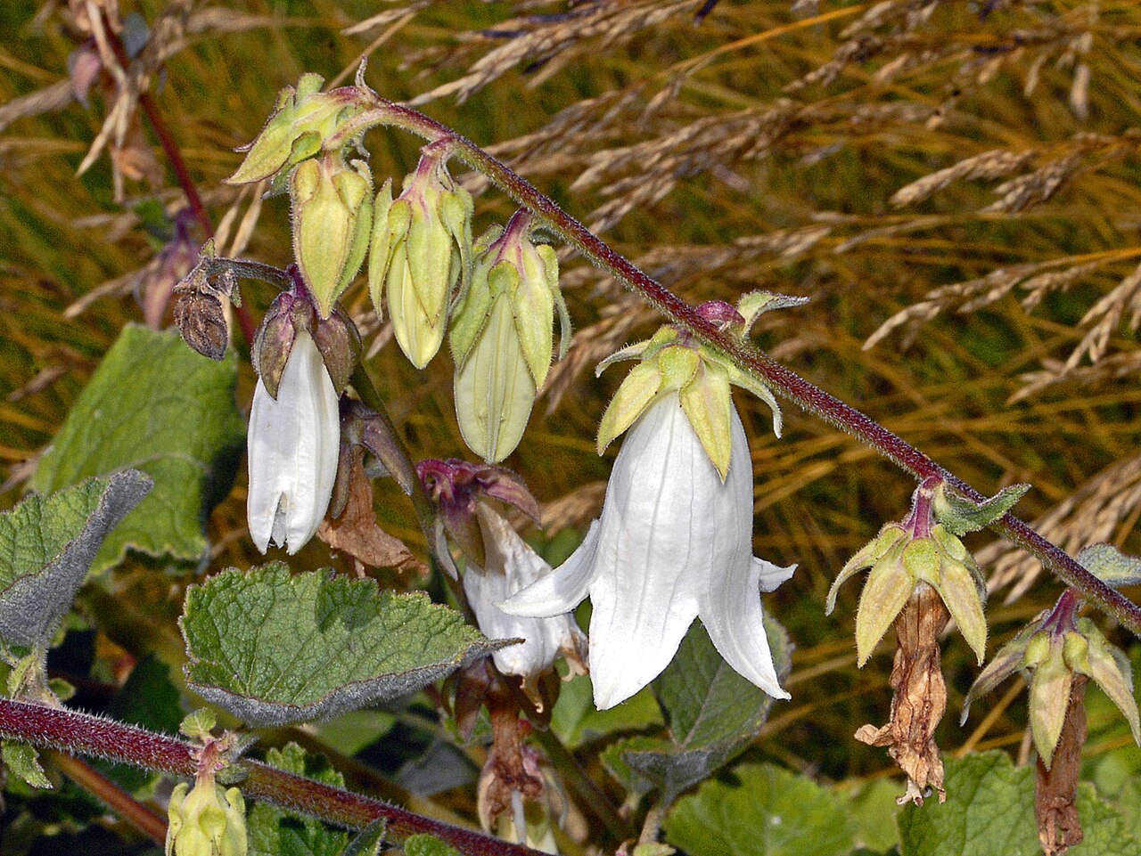 Woolly bellflower: Campanula lanata at the Paradisia Alpine Botanical Garden