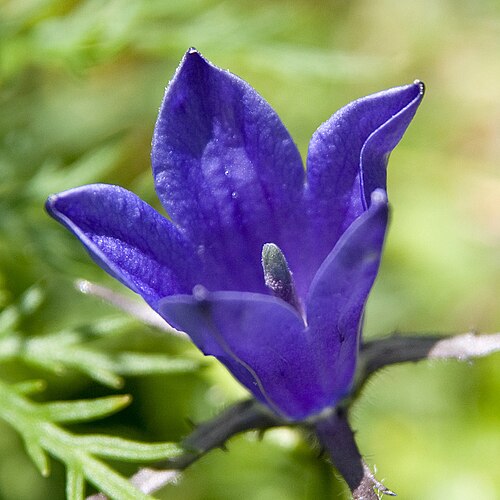 Mountain harebell: イワギキョウ
