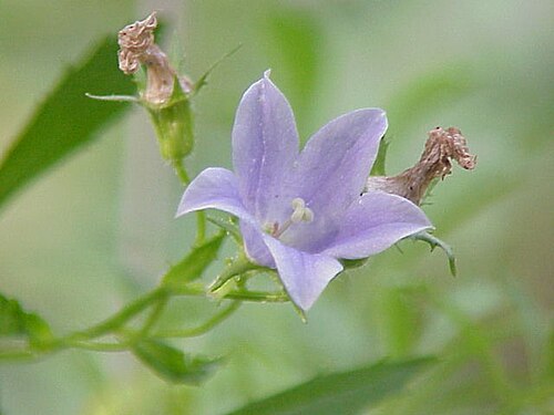 Mountain harebell: Species : Campanula lasiocarpa Family : Campanulaceae Image No. 1