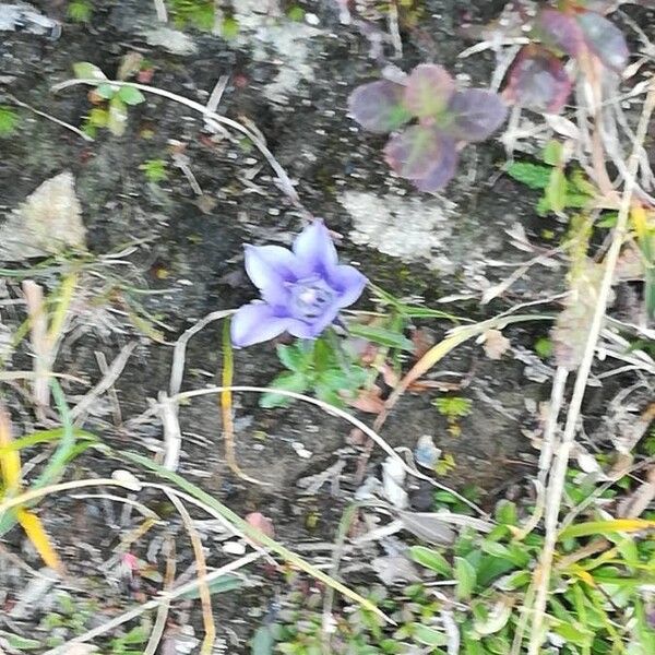 Mountain harebell (Campanula lasiocarpa)