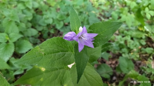 Giant bellflower (Campanula latifolia)