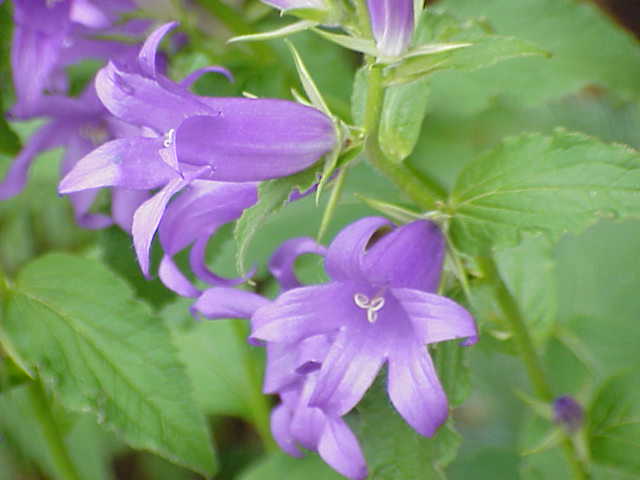 Giant bellflower: Széleslevelű harangvirág