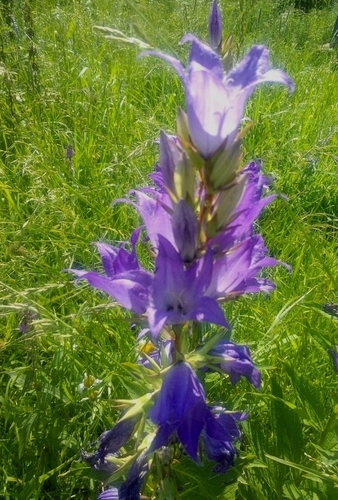 Giant bellflower (Campanula latifolia)