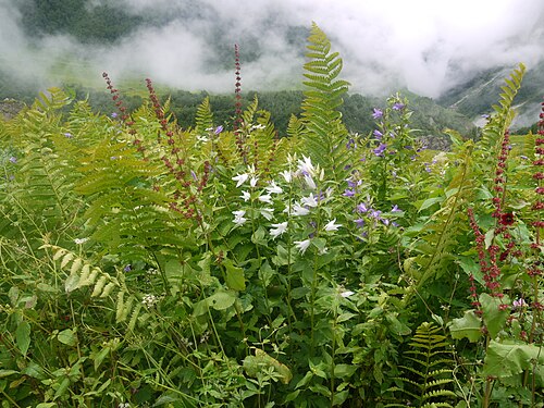 Giant bellflower: Campanula latifolia