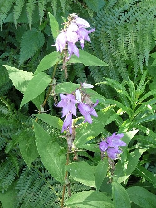 Giant bellflower: Campanule à larges feuilles ( Campanula latifolia ) dans la Réserve naturelle de la vallée de Chaudefour . Plante identifiée par le Conservateur de la réserve,