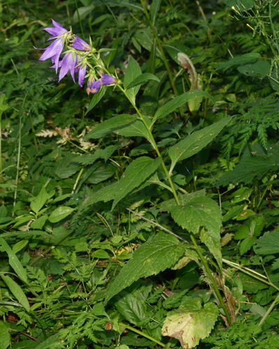 Giant bellflower (Campanula latifolia)
