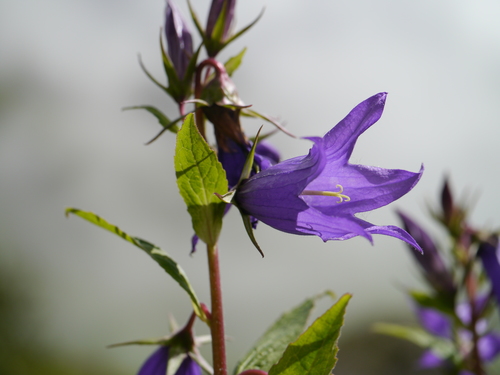 Giant bellflower (Campanula latifolia)