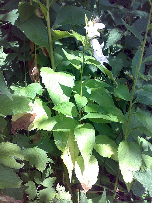 Giant bellflower: Campanula latifolia