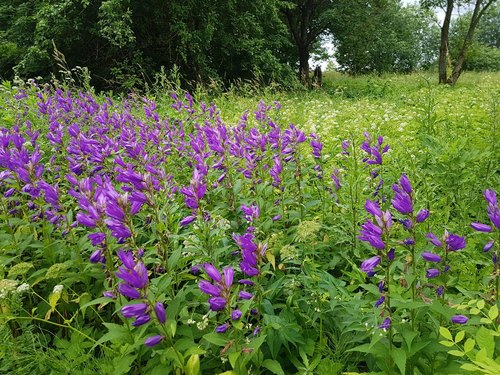 Giant bellflower (Campanula latifolia)