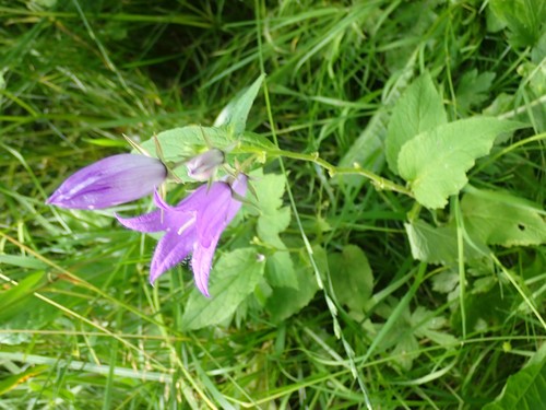 Giant bellflower (Campanula latifolia)