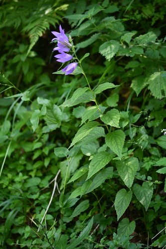 Giant bellflower (Campanula latifolia)