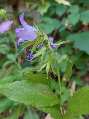 Giant bellflower (Campanula latifolia)