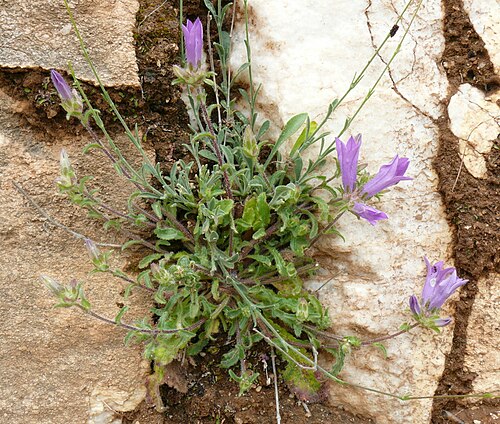 Campanula lingulata: Campanula lingulata , Photo from Thasos