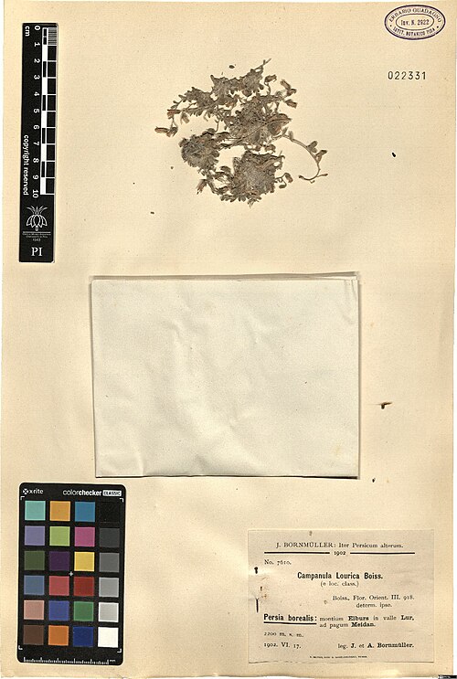 Campanula lourica: Campanula lourica — Herbarium specimen from Persiae borealis, montium Elburs [Elburz], in valle Lur [Lar] ad pagum Meidan, 2200 m.s.m., Iran. Collected by Bornm