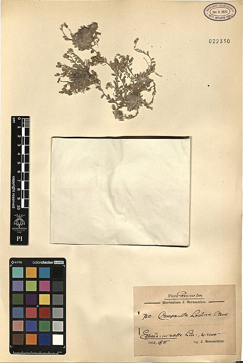 Campanula lourica: Campanula lourica — Herbarium specimen from [label, Flora Persiae bor. Herbarium J. Bornmüller] Elburs [Elburz], in valle Lur [Lar] 21-2200 m, Iran. Collected b