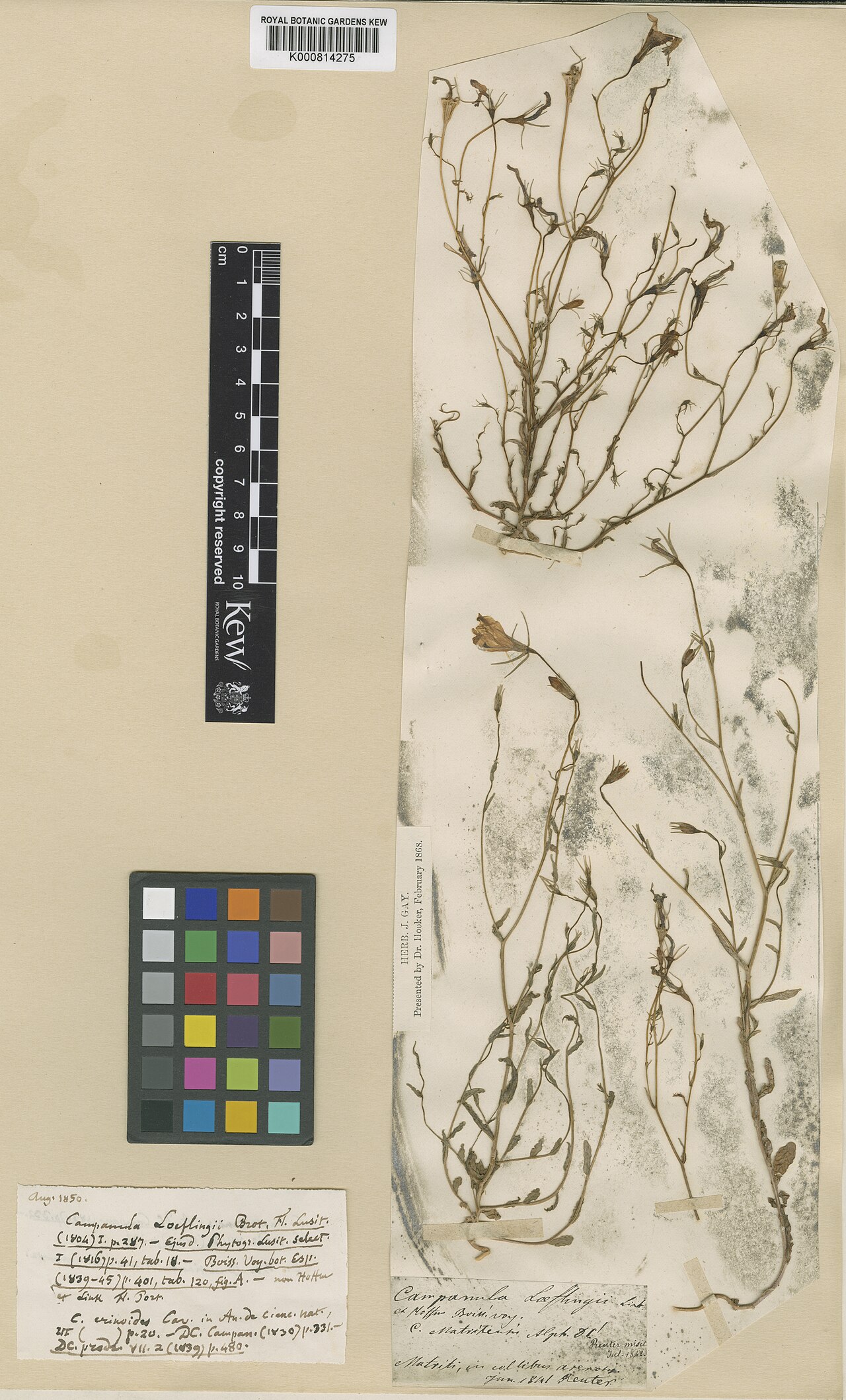 Campanula luristanica: Campanula luristanica — Herbarium specimen from Matriti. Habitat: in collibus arenosis. Collected by Reuter, G.F. (1841-06-01). Recorded in GBIF occurrence 9126