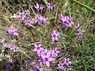 Campanula lusitanica: Campanula lusitanica