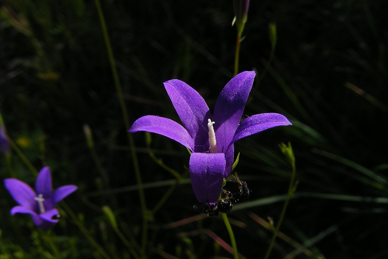 Campanula lusitanica: Campanula lusitanica