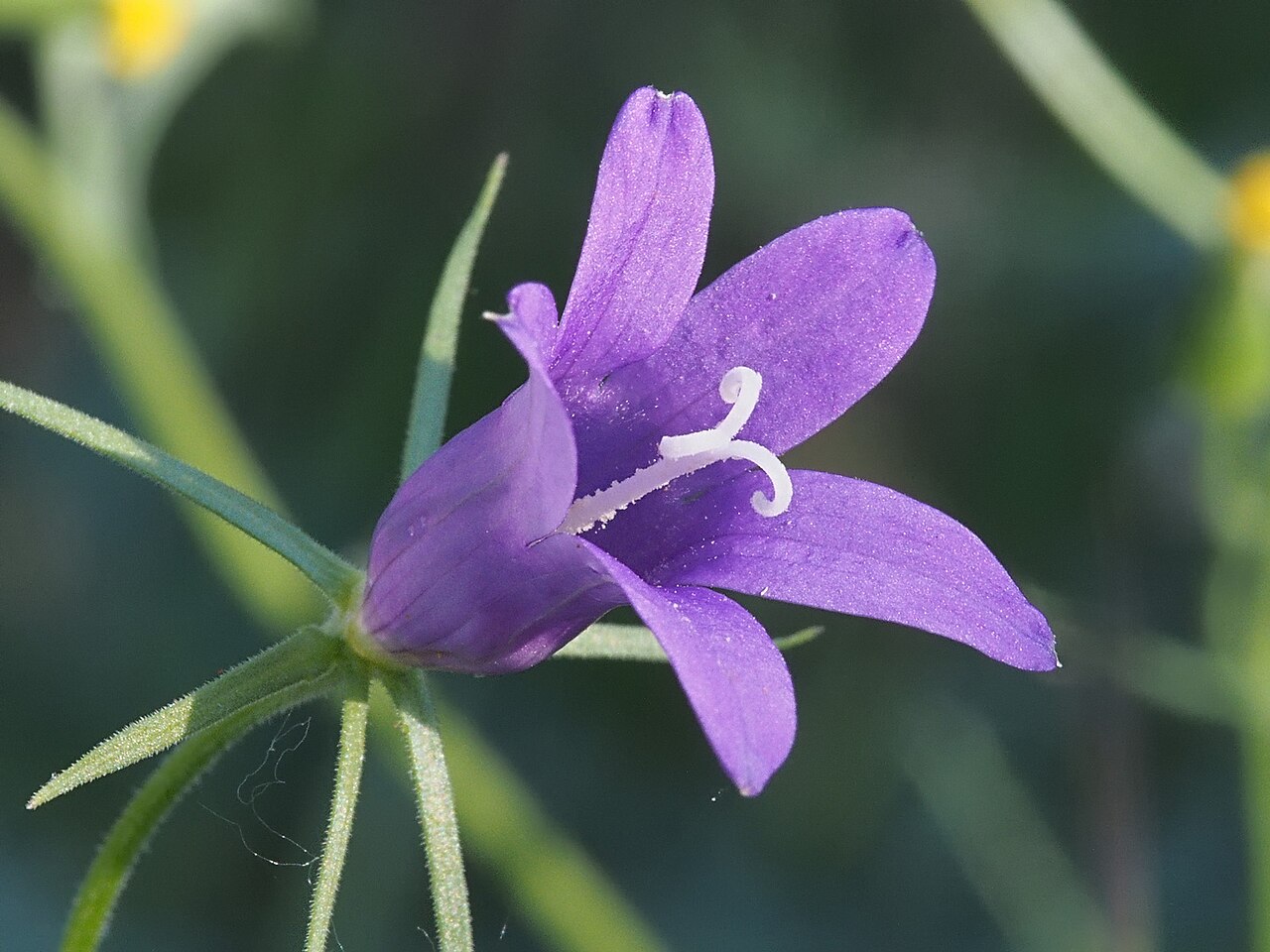 Campanula lusitanica: Campanula lusitanica . Losar de la Vera ( Cáceres , España ).