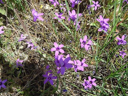 Campanula lusitanica: Campanula lusitanica