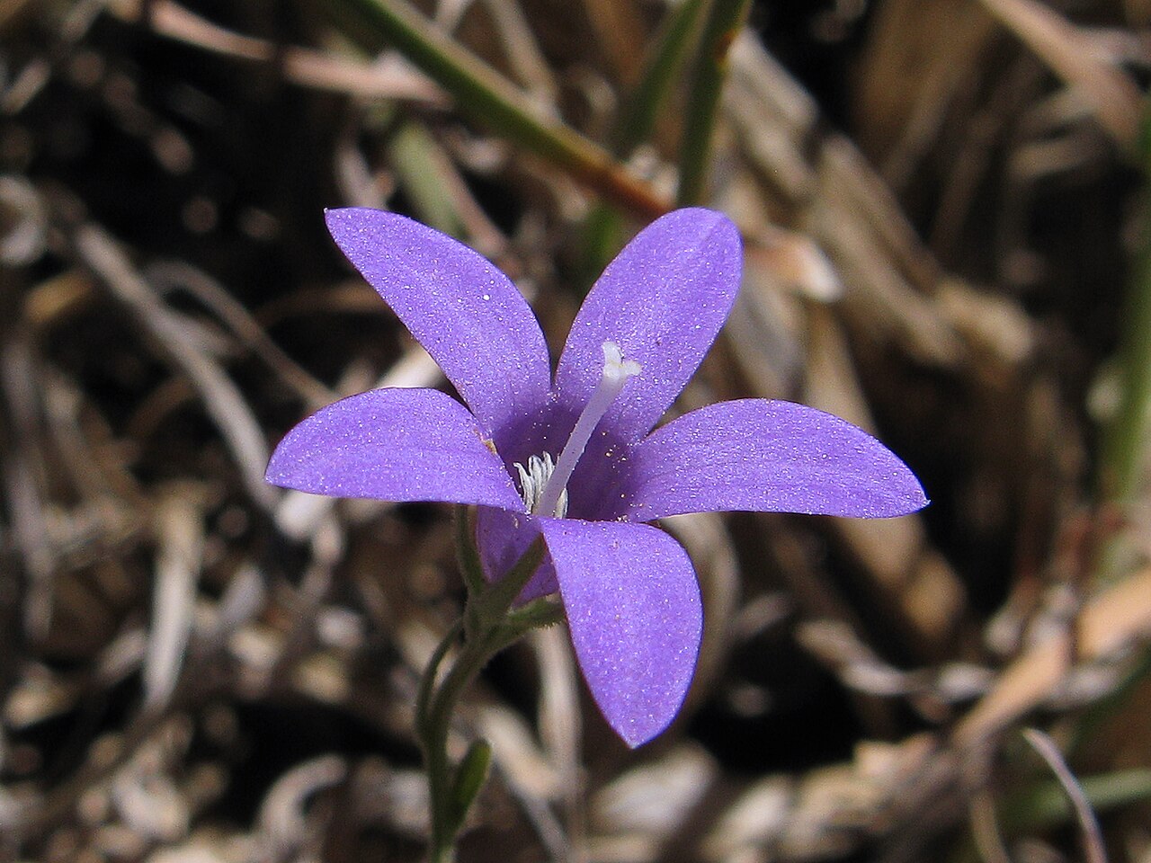 Campanula lusitanica: Flor de color azul intenso o morado. Crece en los claros de bosque y otras zonas despejadas. Se trata de una planta colonizadora que prefiere los suelos arenoso